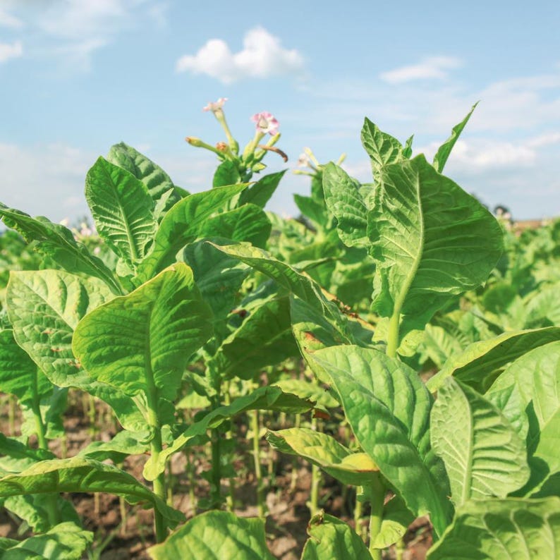 Puede incluir: Un campo de plantas de tabaco de color verde vibrante con hojas grandes, anchas y texturizadas y peque&ntilde;as flores delicadas en forma de trompeta de color rosa claro que florecen en la parte superior de los tallos bajo un cielo azul brillante.