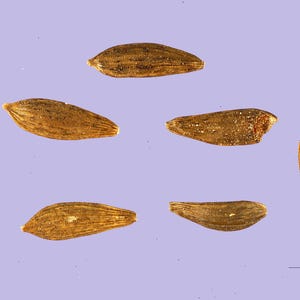 Más de 100 semillas de lechuga crujiente de los Grandes Lagos, Lactuca sativa, lechuga iceberg, lechuga de cabeza imagen 2