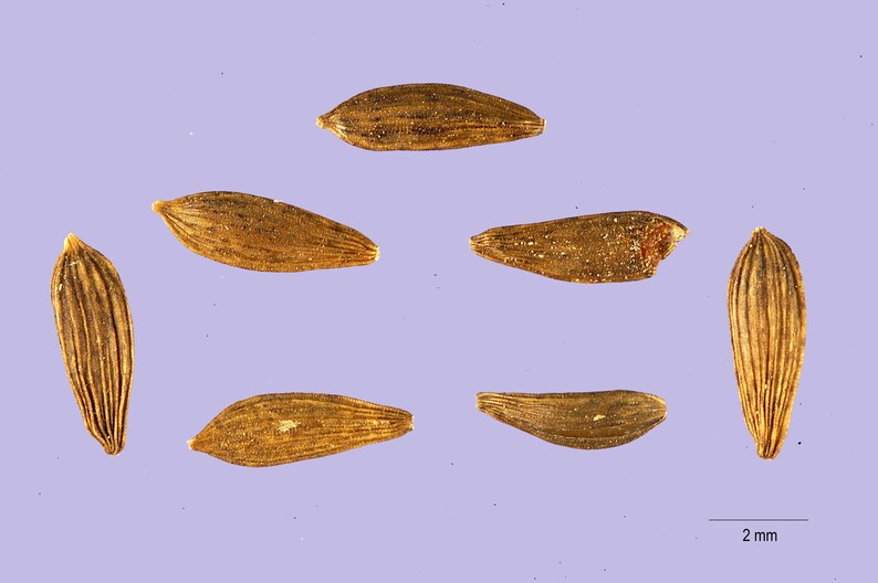 Más de 100 semillas de lechuga crujiente de los Grandes Lagos, Lactuca sativa, lechuga iceberg, lechuga de cabeza imagen 2