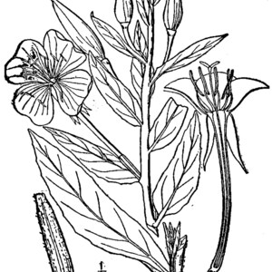 Über 100 Nachtkerzensamen (Oenothera) Bild 10