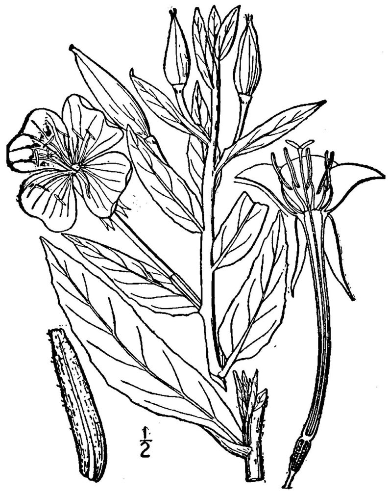 Über 100 Nachtkerzensamen (Oenothera) Bild 10
