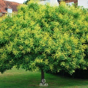 30-60 semillas de árbol de lluvia dorada, Koelreuteria paniculata, orgullo de la India, árbol barnizado, semillas de árbol ornamental con flores imagen 3
