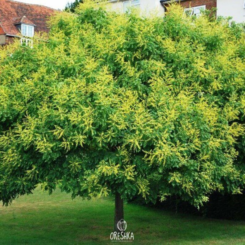 30-60 semillas de árbol de lluvia dorada, Koelreuteria paniculata, orgullo de la India, árbol barnizado, semillas de árbol ornamental con flores imagen 3