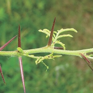 Puede incluir: Un tallo de planta horizontal con una superficie texturizada de color verde claro y m&uacute;ltiples espinas afiladas. Las espinas son de color marr&oacute;n rojizo oscuro en las puntas y se vuelven verde claro en la base. Emergen peque&ntilde;as hojas delicadas.