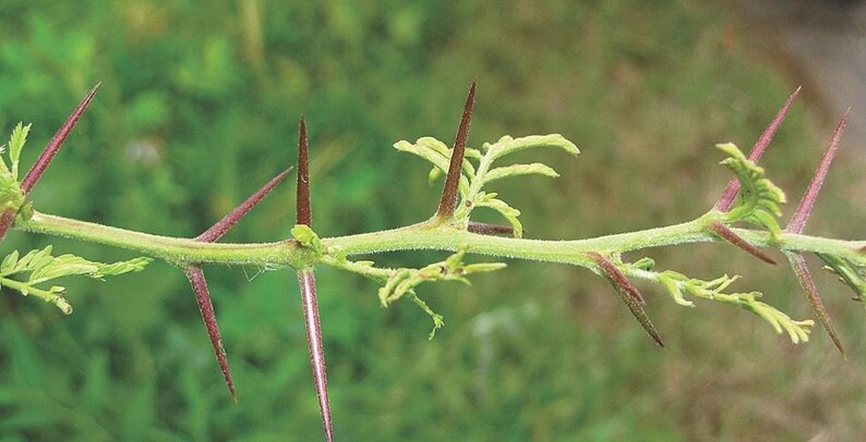 Puede incluir: Un tallo de planta horizontal con una superficie texturizada de color verde claro y m&uacute;ltiples espinas afiladas. Las espinas son de color marr&oacute;n rojizo oscuro en las puntas y se vuelven verde claro en la base. Emergen peque&ntilde;as hojas delicadas.