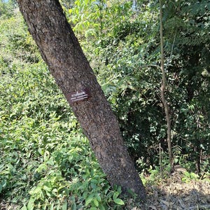 30-60 Svarta Sirisfrön, Albizia Odoratissima, Doftande Albizia, Svart Siristräd, Tropiska Trädfrön bild 5
