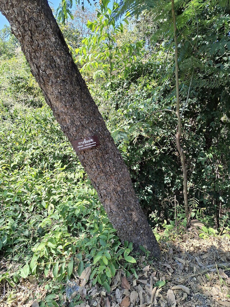 30-60 Svarta Sirisfrön, Albizia Odoratissima, Doftande Albizia, Svart Siristräd, Tropiska Trädfrön bild 5