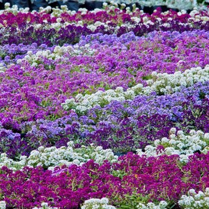 K&ouml;nnte beinhalten: Ein dichtes Feld aus kleinen Blumen, angeordnet in wellenf&ouml;rmigen, diagonalen Reihen in leuchtendem Magenta, tiefem Violett, hellem Lavendel und klarem Wei&szlig;. Die B&uuml;schel winziger Bl&uuml;ten bilden einen strukturierten, bunten Teppich aus Blumen.