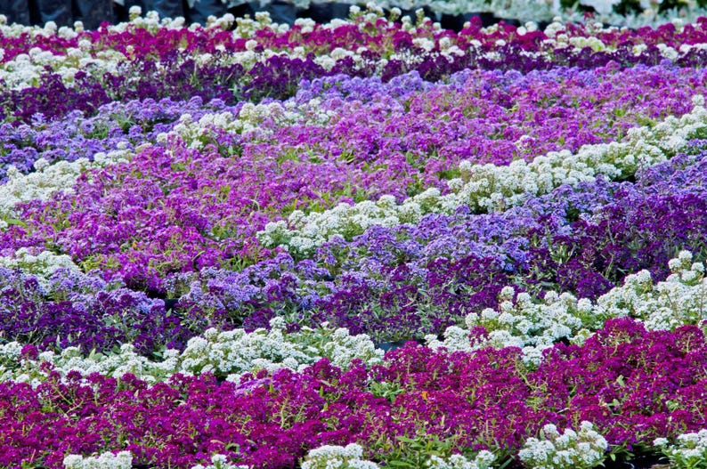 K&ouml;nnte beinhalten: Ein dichtes Feld aus kleinen Blumen, angeordnet in wellenf&ouml;rmigen, diagonalen Reihen in leuchtendem Magenta, tiefem Violett, hellem Lavendel und klarem Wei&szlig;. Die B&uuml;schel winziger Bl&uuml;ten bilden einen strukturierten, bunten Teppich aus Blumen.