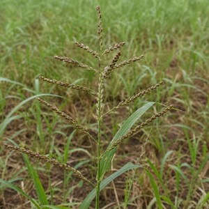 May include: A single stalk of green grass featuring a central stem with symmetrical, branching spikes of small, brown, textured seeds. The plant has long, slender green leaves extending from the base, set against a field of similar green grass.