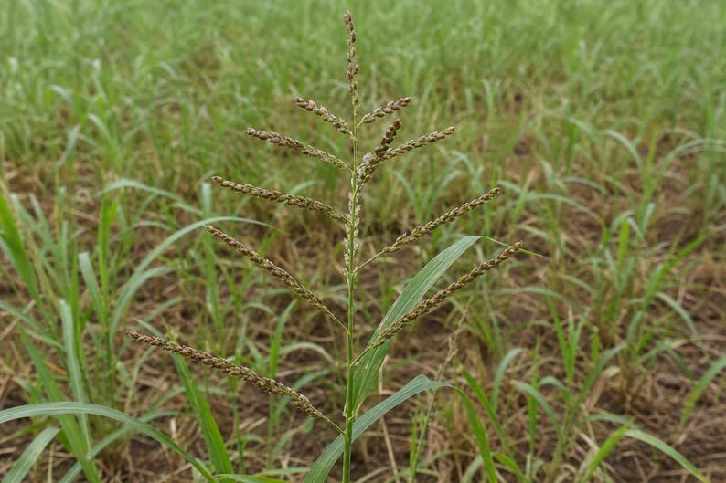 May include: A single stalk of green grass featuring a central stem with symmetrical, branching spikes of small, brown, textured seeds. The plant has long, slender green leaves extending from the base, set against a field of similar green grass.