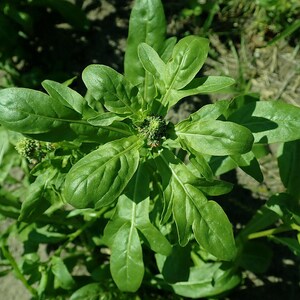 100+ Reseda Odorata Seeds, Mignonette Flower Seeds, Sweet Mignonette, Fragrant White Green Flowers, Cottage Garden, Annual Flower image 5