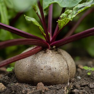 Über 100 Samen der Sorte Rosy Red 555 Rote Bete (Beta vulgaris), Wurzelgemüse Bild 1