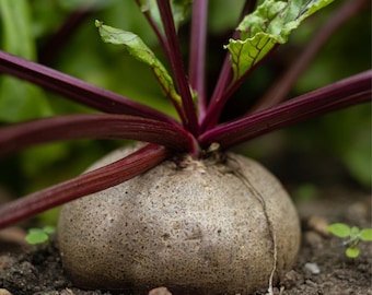 100+ Rosy Red 555 Beetroot Seeds, Beta vulgaris, Root Vegetable