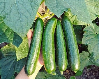 25+ Beit Alpha Cucumber Seeds, Cucumis sativus, Israeli Cucumber, Persian Cucumber