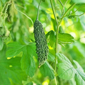 20-50 Sementes de melão-de-são-caetano pequeno (Karela, Momordica charantia), abóboras, cabaças e melões. imagem 9