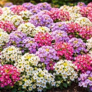 K&ouml;nnte beinhalten: Eine dichte Ansammlung von Eisenkrautbl&uuml;ten mit einer lebendigen Mischung aus wei&szlig;en, rosa, magentafarbenen und violetten Bl&uuml;ten. Jede kleine Bl&uuml;te hat f&uuml;nf Bl&uuml;tenbl&auml;tter und eine gelbe Mitte, die abgerundete K&ouml;pfe &uuml;ber dem Laub bilden.