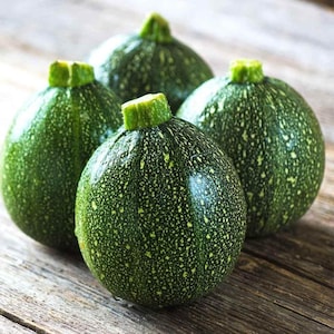 15+ Chappan Kaddu frön, Cucurbita pepo, indisk zucchini, sommarsquash bild 1