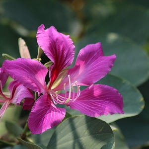 15-30 Purple Orchid Tree Seeds, Bauhinia Purpurea, Kachnar, Butterfly Tree, Camel's Foot, Tropical Flowering Tree Seeds image 8