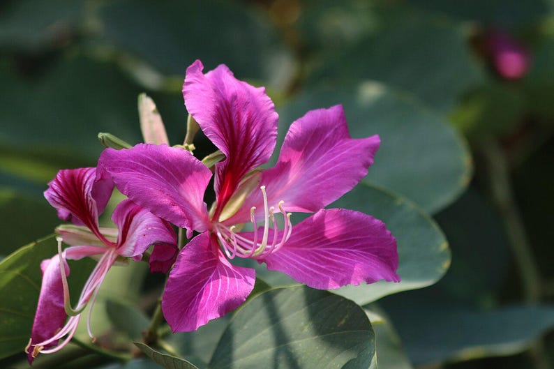15-30 Purple Orchid Tree Seeds, Bauhinia Purpurea, Kachnar, Butterfly Tree, Camel's Foot, Tropical Flowering Tree Seeds image 8