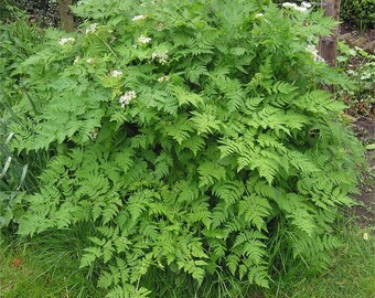 Über 150 Kerbelsamen (Anthriscus cerefolium, Französische Petersilie), für den Küchengarten