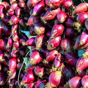 50+ Onion Pusa red Seeds, Red Onion, Onions & Alliums image 2