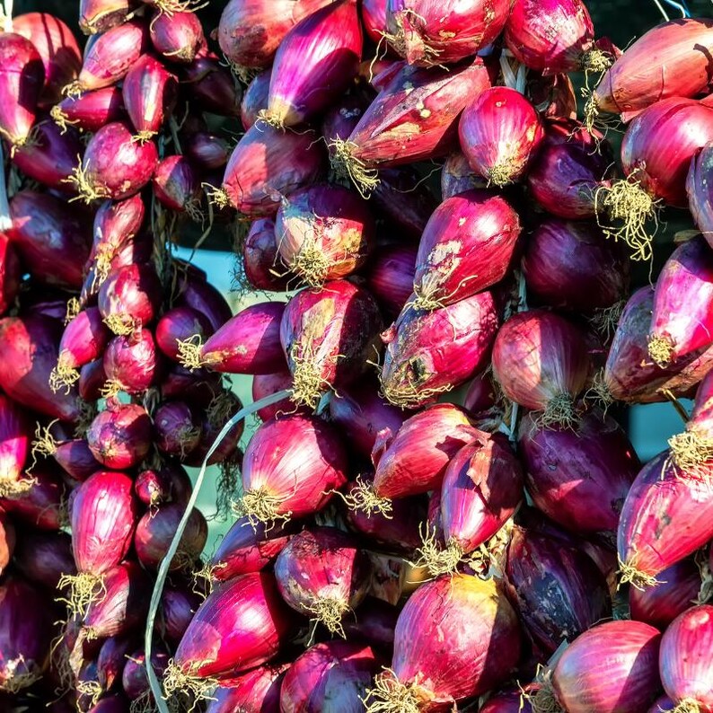 50+ Onion Pusa red Seeds, Red Onion, Onions & Alliums image 2