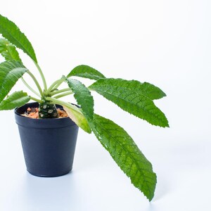 Puede incluir: Una planta Dorstenia gigas con un tallo suculento grueso y hojas verdes largas y serradas, plantada en una maceta de pl&aacute;stico negro simple llena de peque&ntilde;as piedras decorativas claras en la superficie de la tierra.