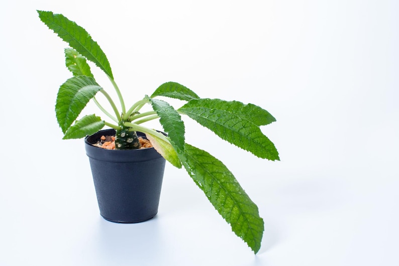 Puede incluir: Una planta Dorstenia gigas con un tallo suculento grueso y hojas verdes largas y serradas, plantada en una maceta de pl&aacute;stico negro simple llena de peque&ntilde;as piedras decorativas claras en la superficie de la tierra.