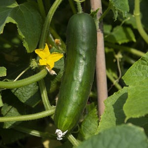 May include: A single dark green cucumber hanging from a vine, featuring a smooth, slightly bumpy skin texture. A bright yellow five-petaled flower is attached to the green stem nearby, surrounded by large, textured green leaves on the plant.