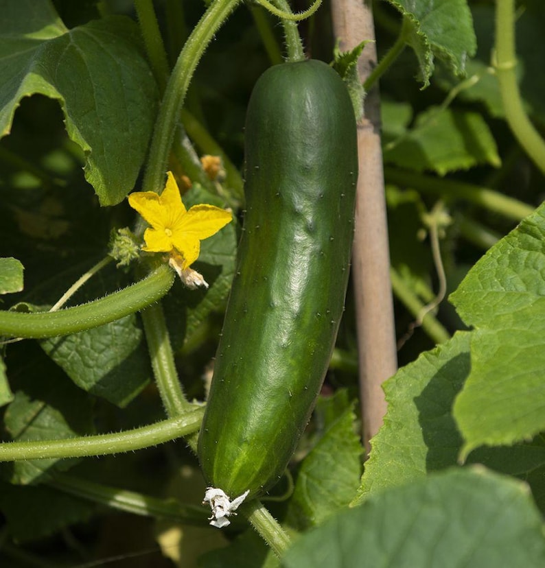 May include: A single dark green cucumber hanging from a vine, featuring a smooth, slightly bumpy skin texture. A bright yellow five-petaled flower is attached to the green stem nearby, surrounded by large, textured green leaves on the plant.