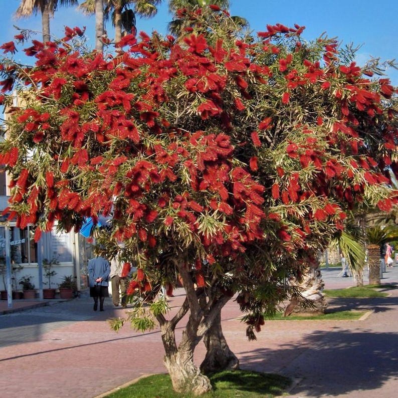 K&ouml;nnte beinhalten: Ein gro&szlig;er Callistemon-Baum, allgemein als Zylinderputzer bekannt, mit dichten, leuchtend roten, zylindrischen Bl&uuml;ten&auml;hren und schmalen, lanzettlichen gr&uuml;nen Bl&auml;ttern. Der Baum hat einen mehrst&auml;mmigen, strukturierten Stamm im Au&szlig;enbereich.