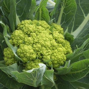 K&ouml;nnte beinhalten: Ein leuchtend lindgr&uuml;ner Romanesco-Brokkoli mit seinen charakteristischen fraktalen, spiralf&ouml;rmigen R&ouml;schen, umgeben von gro&szlig;en, dicken, dunkelgr&uuml;nen kohlartigen Bl&auml;ttern mit markanten wei&szlig;en Adern, die aus der Mitte strahlen.