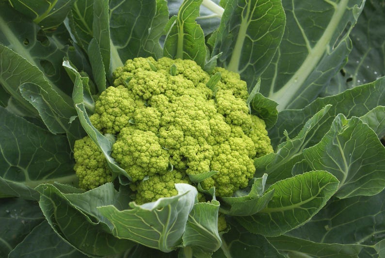 K&ouml;nnte beinhalten: Ein leuchtend lindgr&uuml;ner Romanesco-Brokkoli mit seinen charakteristischen fraktalen, spiralf&ouml;rmigen R&ouml;schen, umgeben von gro&szlig;en, dicken, dunkelgr&uuml;nen kohlartigen Bl&auml;ttern mit markanten wei&szlig;en Adern, die aus der Mitte strahlen.