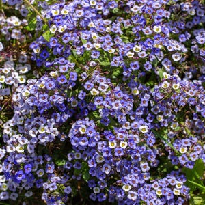 Pode incluir: Um denso aglomerado de pequenas flores de quatro p&eacute;talas em tons de violeta, p&uacute;rpura e azul claro. Cada flor individual apresenta um centro branco distinto com um estame amarelo, sobre um fundo de pequenas folhas de verde vibrante.