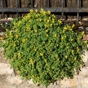30-60 Golden Corydalis Seeds, Corydalis aurea, Golden Smoke Wildflower, Yellow Blooms image 8