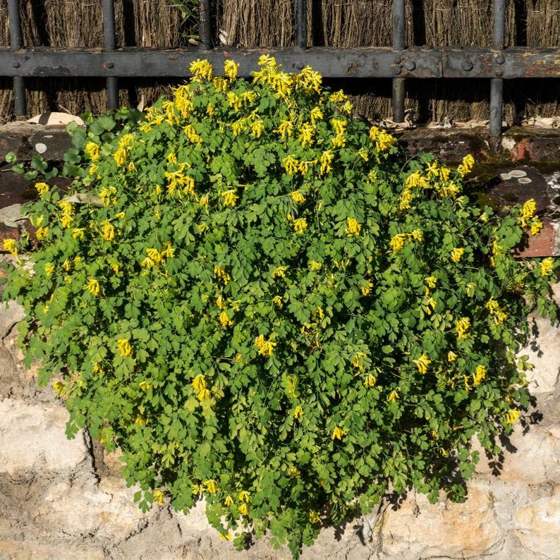 30-60 Golden Corydalis Seeds, Corydalis aurea, Golden Smoke Wildflower, Yellow Blooms image 8
