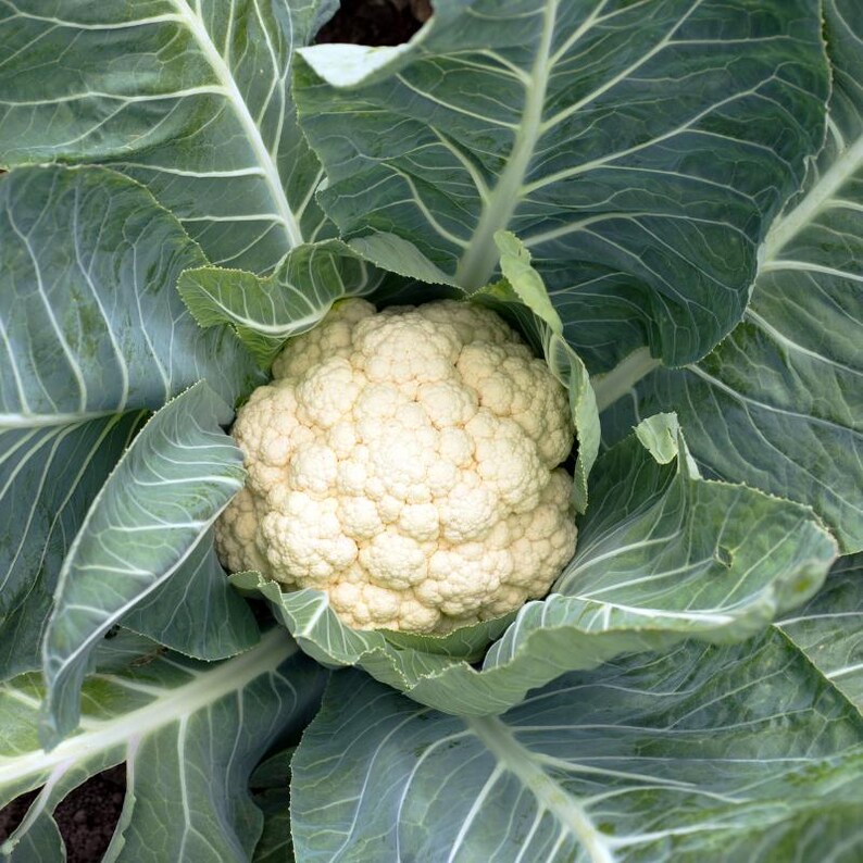 Meer dan 100 zaden van sneeuwbolbloemkool, Brassica oleracea, Kruisbloemigen afbeelding 7