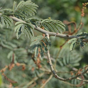 30-60 semillas de acacia de corteza blanca, Acacia Leucophloea, acacia de tallo blanco, acacia espinosa, acacia india, semillas de árboles tropicales imagen 5