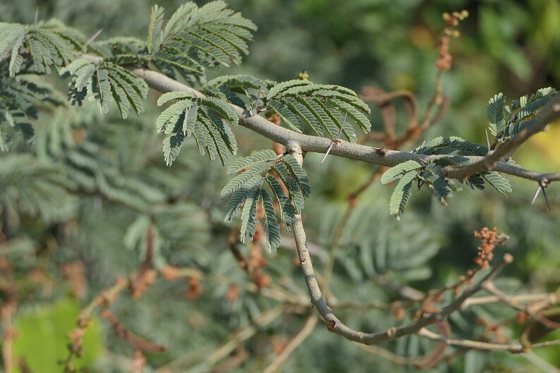 30-60 semillas de acacia de corteza blanca, Acacia Leucophloea, acacia de tallo blanco, acacia espinosa, acacia india, semillas de árboles tropicales imagen 5