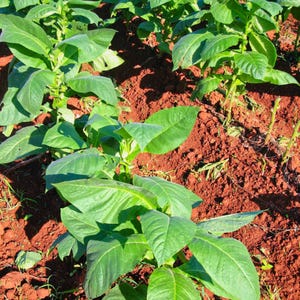 50-300 semillas de tabaco Virginia Gold Poland, Nicotiana tabacum imagen 8