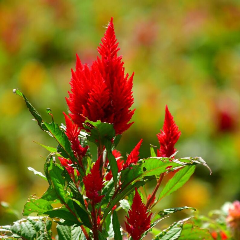 100+ Celosia Plumosa Mieszanych Kolorowych Nasion, Celosia Argentea, Celozja Pióropuszowa zdjęcie 10