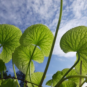 50-100 semillas de Gotu Kola, Centella Asiática, Pennywort Asiática, Pennywort India, Brahmi, semillas de hierbas imagen 1