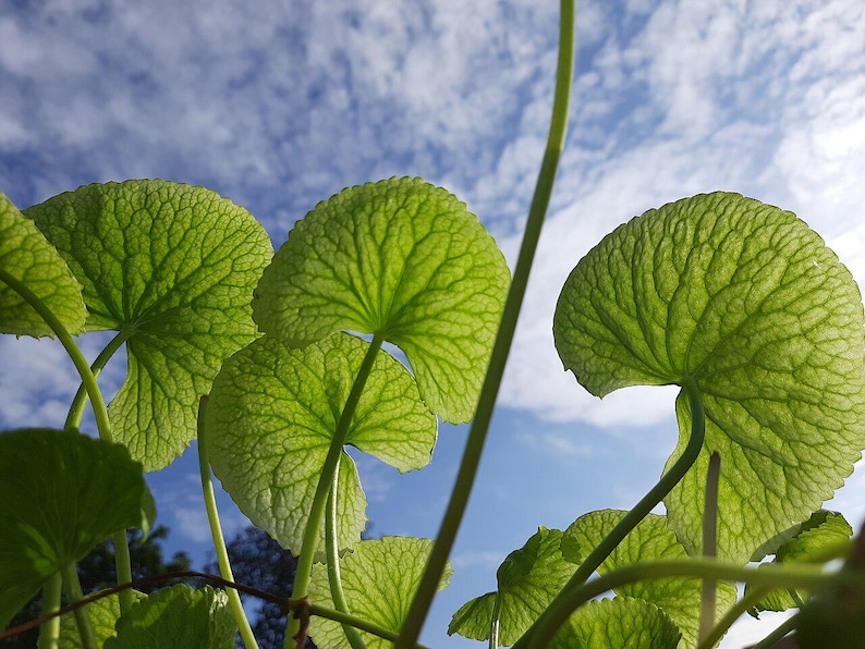 50-100 semillas de Gotu Kola, Centella Asiática, Pennywort Asiática, Pennywort India, Brahmi, semillas de hierbas imagen 1
