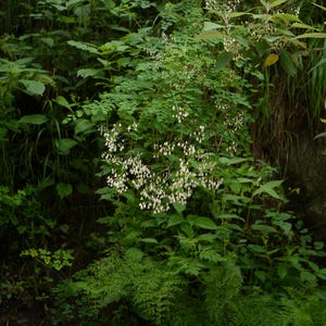 20+ Thalictrum foliolosum Frön, Mamera, Lövängsruta, Skogsmarksperenn bild 1