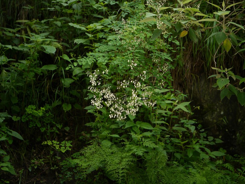 20+ Thalictrum foliolosum Frön, Mamera, Lövängsruta, Skogsmarksperenn bild 1