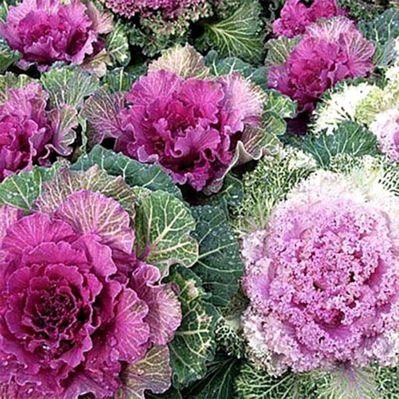 100+ Ornamental Flowering Kale Seeds, Brassica oleracea, Decorative Garden Plant image 10