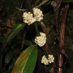 Oldenlandia Frön – Sällsynt Botanisk Vildblomma, Stjärnliknande Blommor (20-50 Styck) bild 3