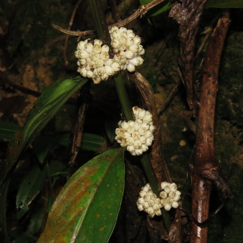 Oldenlandia Frön – Sällsynt Botanisk Vildblomma, Stjärnliknande Blommor (20-50 Styck) bild 3