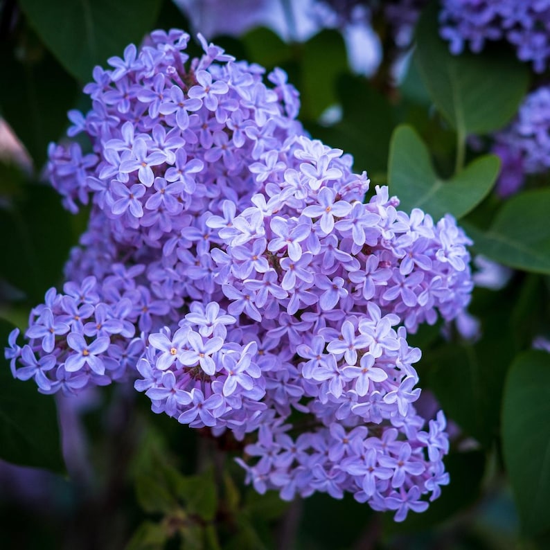 20-50 semillas de lila china, Syringa chinensis, arbusto de flores moradas imagen 9